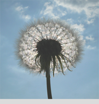 Pusteblume